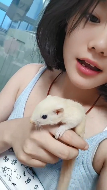 廊坊小姐姐反馈，松鼠到家很多天了，很健康，很活泼，很亲人粘人，吃的非常好，感谢易客萌宠帮小姐姐挑的kk，大家想买小松鼠，可以联系下易客萌宠，kk 特别健康。-易客萌宠官网