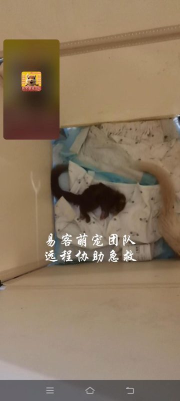 江苏小姐姐的富贵红小松鼠，洗澡吹风后，失温➕严重应激，导致瘫软无力，状态不好。直接远程视频，手把手进行教学指导，急救小松鼠!-易客萌宠官网