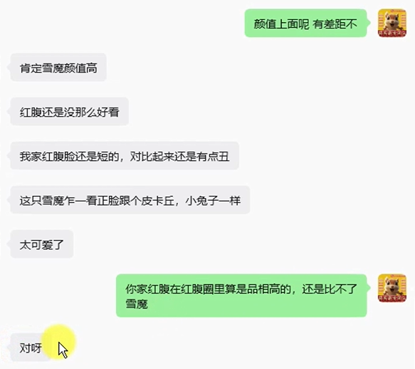 浙江小姐姐夸咱家雪魔品相好性格好颜值高乖巧-易客萌宠官网