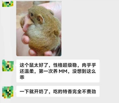 北京小姐姐的黄金背黄山松鼠到家，小姐姐对于品相、性格、乖巧程度，一直夸赞不绝，感谢小姐姐对易客萌宠家的认可，专业挑好鼠，稀有高货。-易客萌宠官网