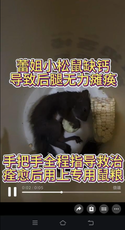 江苏蕾姐的魔王松鼠每天吃坚果水果，缺钙导致后腿无力瘫痪，手把手远程教学，诊断用💊，没几天瘫痪症状就恢复了。-易客萌宠官网