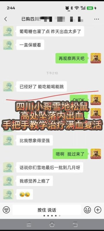 四川小哥的雪地松鼠幼崽到家3天，从高处坠落，造成内出血，咱们手把手进行教学治疗，专业急救，喂药两次，小松鼠满血复活，救回一条小生命！-易客萌宠官网