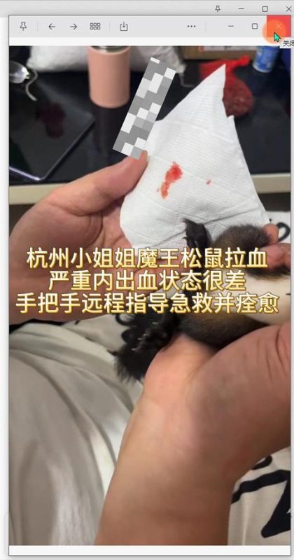 杭州蕾姐他嫂子的魔王小松鼠内出血严重,状态很差,远程手把手进行指导教学,用药急救,没几天内出血就痊愈了。-易客萌宠官网